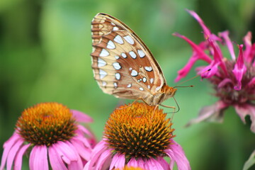 butterfly on flower