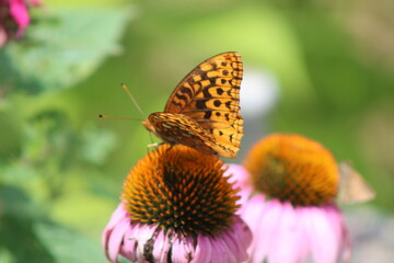 butterfly on flower