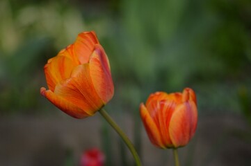 two colorful tulips in spring