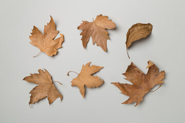 Naklejka na ściany i meble Flat lay composition with autumn leaves on color background, top view