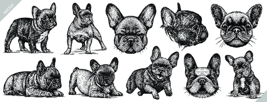 Vintage engrave isolated french bulldog set illustration ink sketch. Puppy background dog vector art