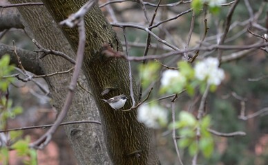 a small bird on a tree branch in spring