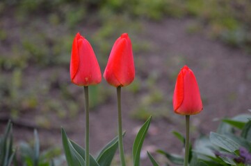 Obraz premium red tulips in spring in the yard