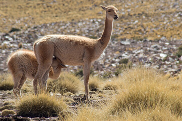 Vicuñas