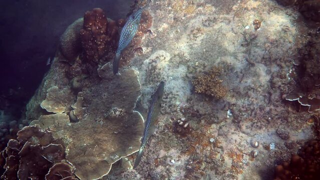 Underwater video of pair of scrawled filefish or aluterus scriptus in Gulf of Thailand. Close up of beautiful tropical fish swimming among reef. Wild nature, sea life. Scuba diving or snorkeling.
