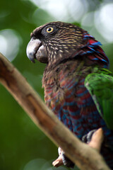 Parque das aves, Foz do iguaçu