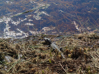 Alligator lying in the swamps of the Everglades in Florida