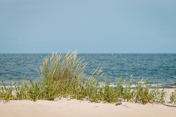 Baltic sea. Grass in wind at sandy beach Stogi, Gdansk, Poland. Selective focus - obrazy, fototapety, plakaty