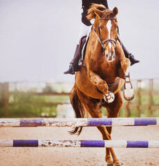A beautiful sorrel horse with a rider in the saddle jumps over a purple high barrier on a clear...