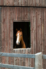 Naklejka premium Beautiful Chestnut horse looking out the window from the red barn in the sunshine.