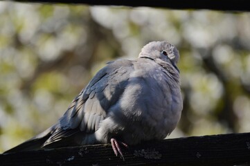 a gray pigeon basks in the spring sun
