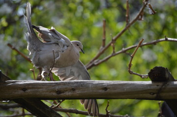 the gray pigeon loses its balance