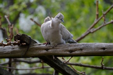a strong wind moves the feathers of a gray pigeon