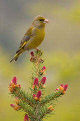European greenfinch, chloris chloris, looking on spruce in springtime. Little yellow bird sitting on needles with red cones in vertical shot. Animal with wings resting on tree.