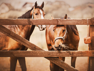 Two beautiful bay bareback horses are standing in a paddock with a wooden fence and eating hay....