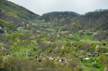 Fototapeta na wymiar landscape of the village in spring