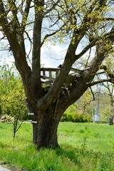 small wooden terrace on the tree