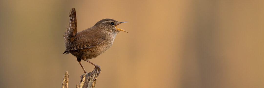 Eurasian wren, troglodytes troglodyte, sitting on wood from side in panoramic shot. Little songbird singing on tree in copy space. Brown featehred animal with open beak on stump.