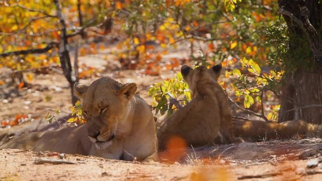 African lioness with two cub resting in Kruger National park, South Africa ; Specie Panthera leo family of Felidae