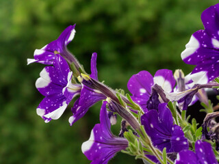 purple petunia flowers on the terrace. germany