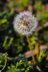 dandelion in the wind