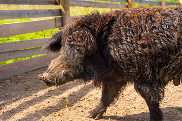 The wild boar in a paddock - 518165334