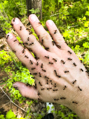 A lot of Ants on hand - 518165338