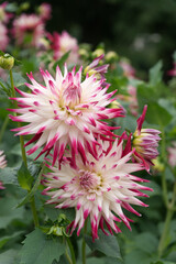 Semi-cactus Dahlia White to purple © Ambernila
