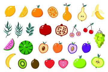 Vector hand drawn fruits collection on white background, fruit clip art