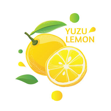 Fresh Yuzu Lemon Vector Illustration