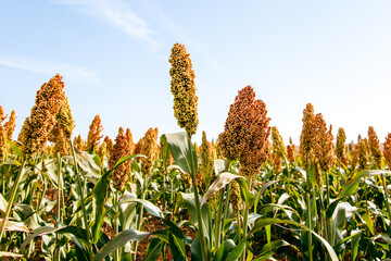 Biofuel and new boom Food, Sorghum Plantation industry. Field of Sweet Sorghum stalk and seeds....