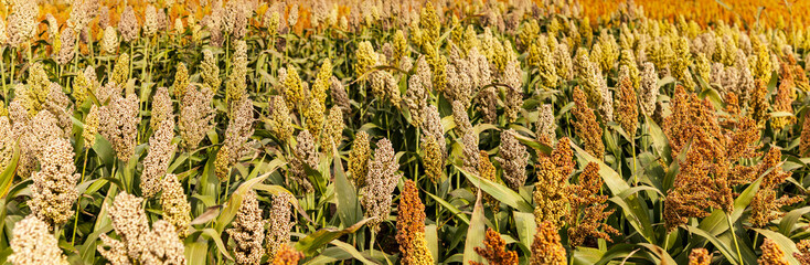 Biofuel and new boom Food, Sorghum Plantation industry. Field of Sweet Sorghum stalk and seeds. Millet field. Agriculture field of sorghum, named also Durra, Milo, or Jowari. Healthy nutrients 