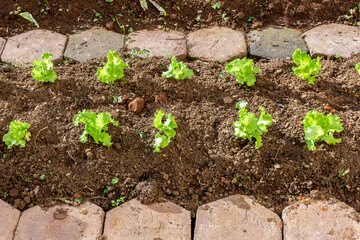 Vegetable garden. Herbs and vegetables in backyard formal garden.  Non-toxic vegetables.