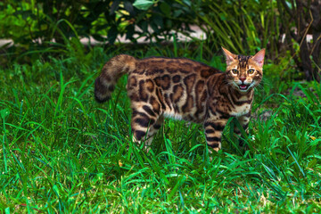 Fototapeta na wymiar Beautiful young bengal cat in the garden