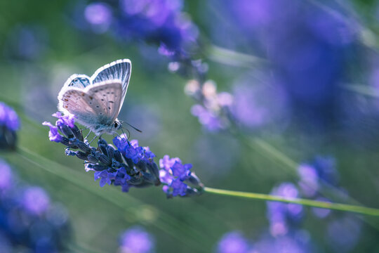 butterfly on lavender flower in the wind