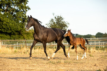 Fototapeta premium Stute läuft mit Fohlen