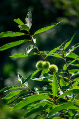 close-up shot of Sweet Chestnut Castanea sativa