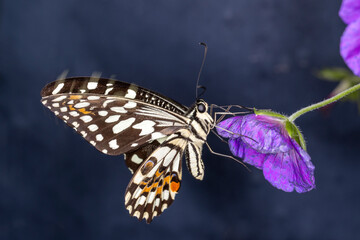 Grosser Schmetterling exotisch