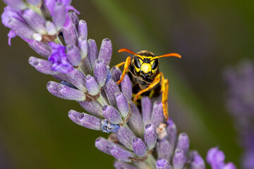 Feldwespe an Lavendel Portrait