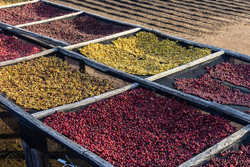 coffee drying yard, with several species of coffee beans, on a farm in the state of São Paulo, Brazil