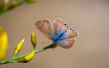 Lampides boeticus mariposa