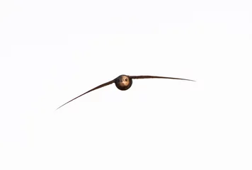 Fototapeten Gierzwaluw, Common Swift, Apus apus © Marc