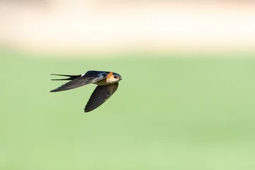 Fototapeten Roodstuitzwaluw, Red-rumped Swallow, Cecropis daurica © Marc