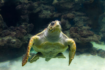 Meeresschildkröte schaut Dich an