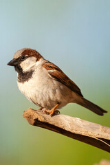Huismus, House Sparrow, Passer domesticus indicus
