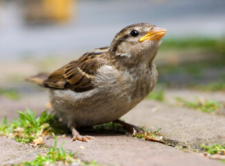 Huismus, House Sparrow, Passer domesticus