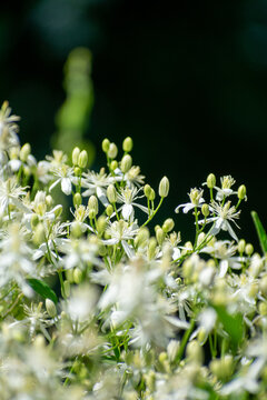 Close-up shot of Fragrant Virgin's-Bower Clematis flammula