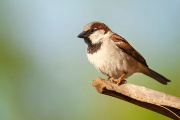 Fototapeten Huismus, House Sparrow, Passer domesticus indicus © Marc