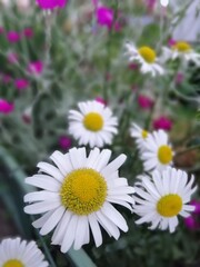 Blurry floral background with white flowers.Blooming chamomile bush. Desktop Wallpapers