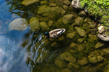 Duck floating near the shore in the water with a rocky bottom